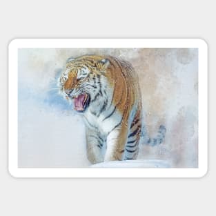 Siberian Tiger in snow Sticker